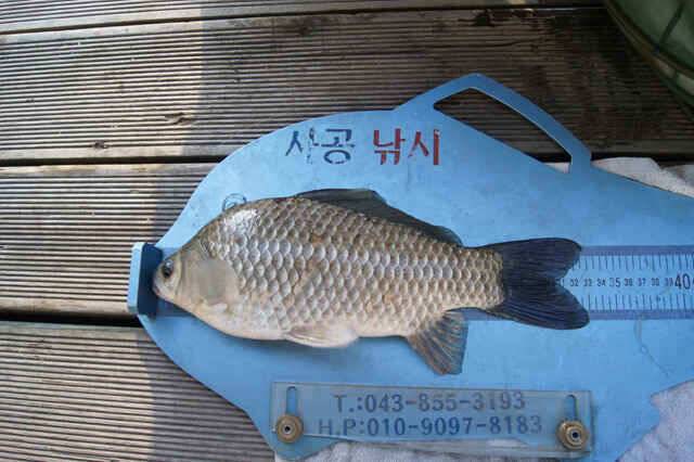 용곡김기호 403 35 34 32 월척붕어 (조황조행기 - 낚시점조황)