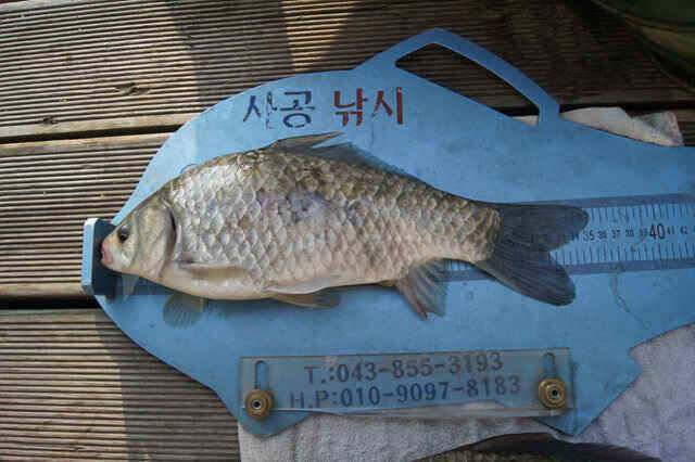용곡김기호 403 35 34 32 월척붕어 (조황조행기 - 낚시점조황)
