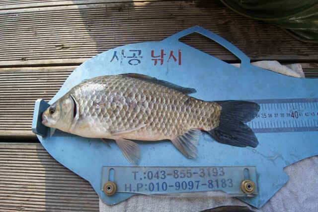 용곡김기호 403 35 34 32 월척붕어 (조황조행기 - 낚시점조황)