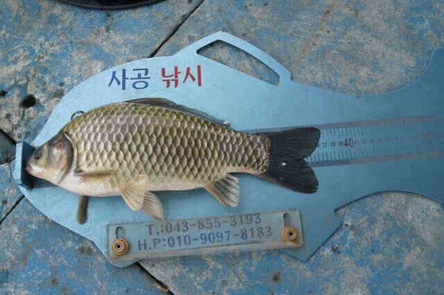 호조황은 아니나 꾸준한 월척 제일낚시 (조황조행기 - 낚시점조황)