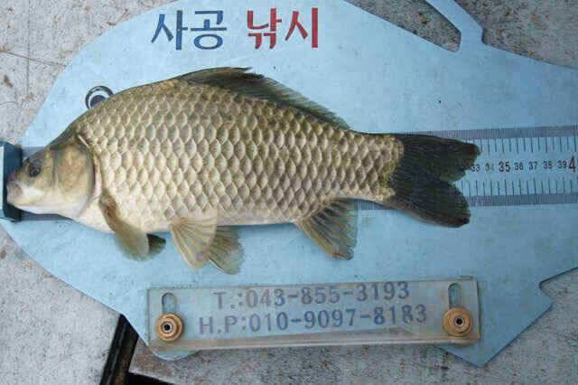 호조황은 아니나 꾸준한 월척 제일낚시 (조황조행기 - 낚시점조황)