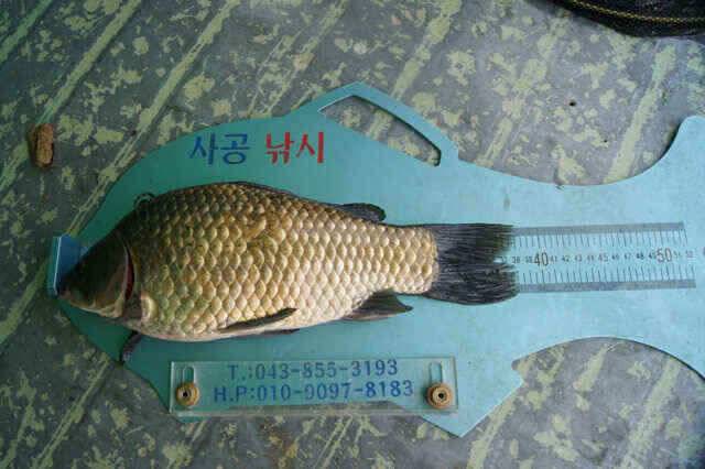 장임식낚시터 385 대물붕어와 월척들 (조황조행기 - 낚시점조황)