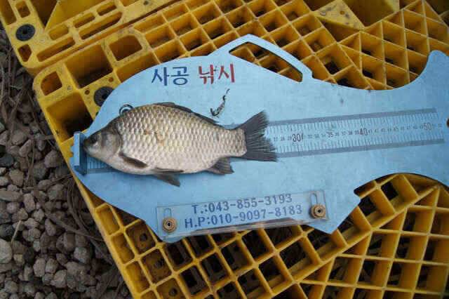 충주호 제일낚시와 요즘내사리는 (조황조행기 - 낚시점조황)