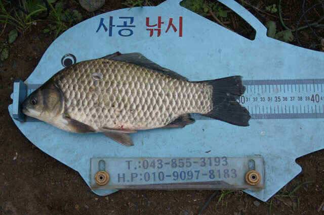 안정권에 접어든 충주호는 간간히 월척과 마릿수 제일낚시 (조황조행기 - 낚시점조황)