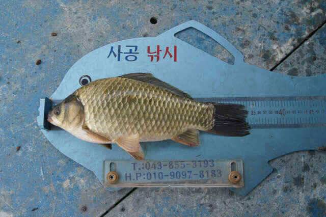 안정권에 접어든 충주호는 간간히 월척과 마릿수 제일낚시 (조황조행기 - 낚시점조황)