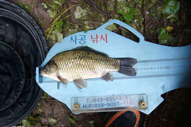 사공노지팀 월척과 잔씨알의 좌대조항 (조황조행기 - 낚시점조황)