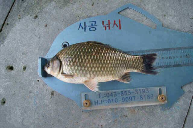 제일낚시 꾸준한월척소식 (조황조행기 - 낚시점조황)