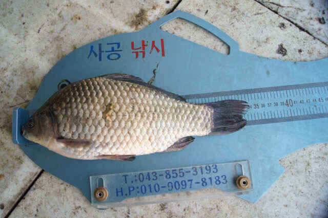 제일낚시34월척과 가을속의이쁜준척들 (조황조행기 - 낚시점조황)