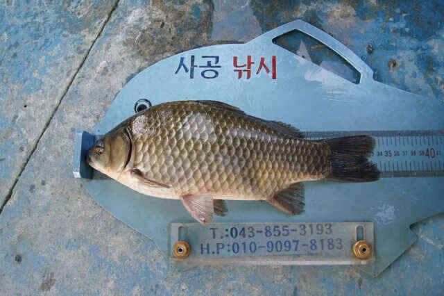 제일낚시 꾸준한월척소식 (조황조행기 - 낚시점조황)