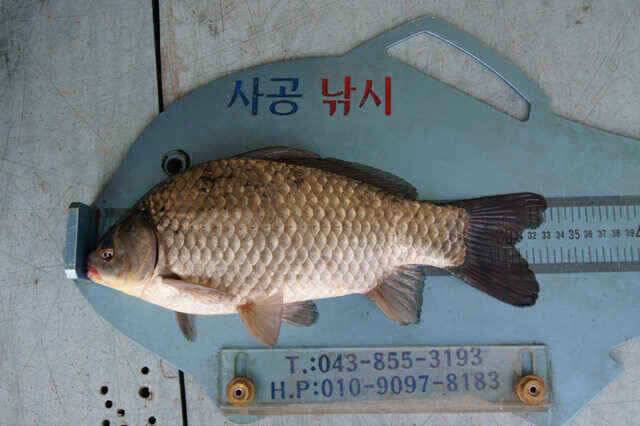 제일낚시 꾸준한월척소식 (조황조행기 - 낚시점조황)