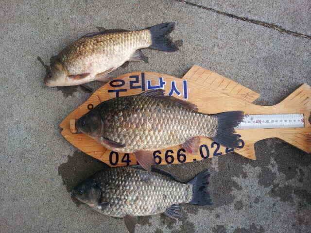 서태안권 조황 스마트조황 (조황조행기 - 낚시점조황)
