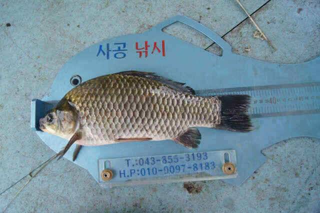 제일낚시 375 7치8치 전쟁중 (조황조행기 - 낚시점조황)