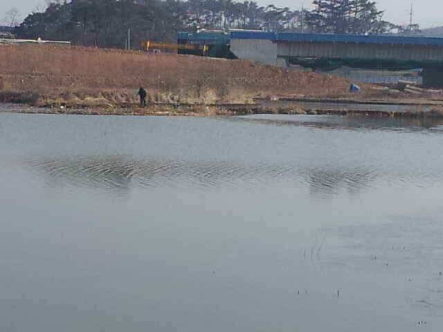 서태안권 조황 스마트조황 (조황조행기 - 낚시점조황)