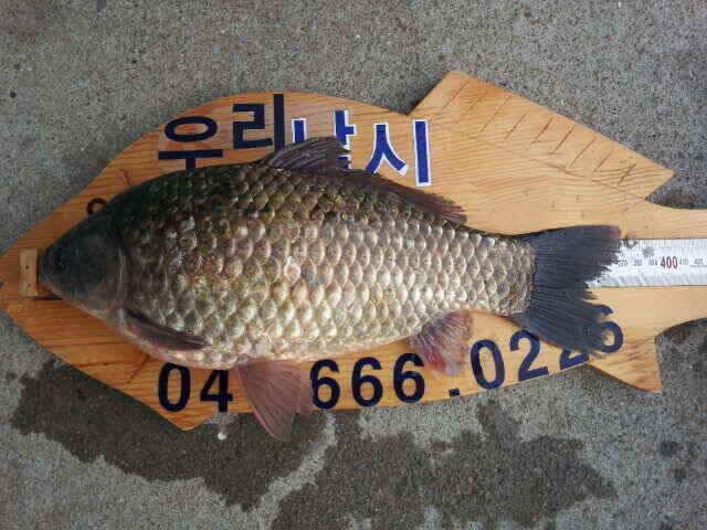 서태안권 조황 스마트조황 (조황조행기 - 낚시점조황)