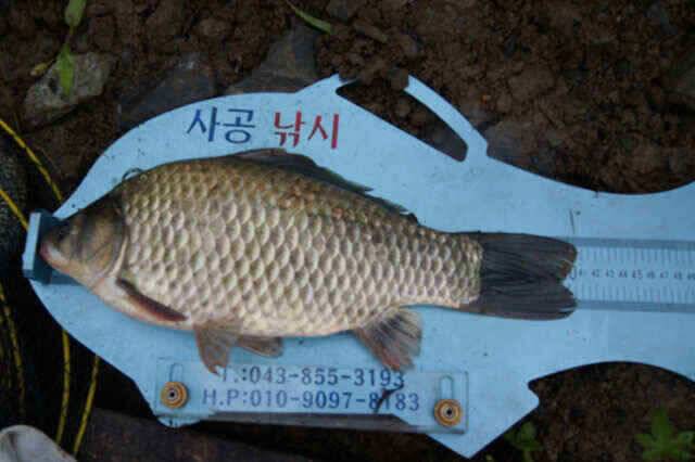 노지4짜와 장임식낚시터 월척들 (조황조행기 - 낚시점조황)