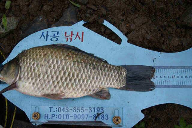 노지4짜와 장임식낚시터 월척들 (조황조행기 - 낚시점조황)