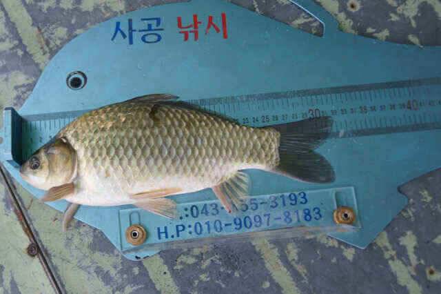 노지4짜와 장임식낚시터 월척들 (조황조행기 - 낚시점조황)