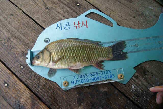 노지4짜와 장임식낚시터 월척들 (조황조행기 - 낚시점조황)