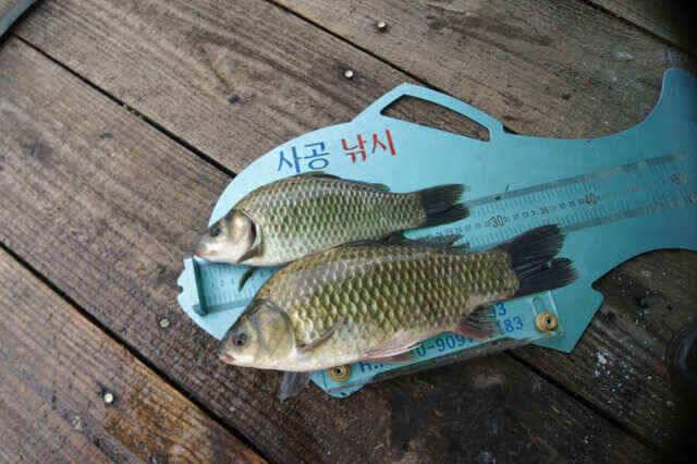 노지4짜와 장임식낚시터 월척들 (조황조행기 - 낚시점조황)