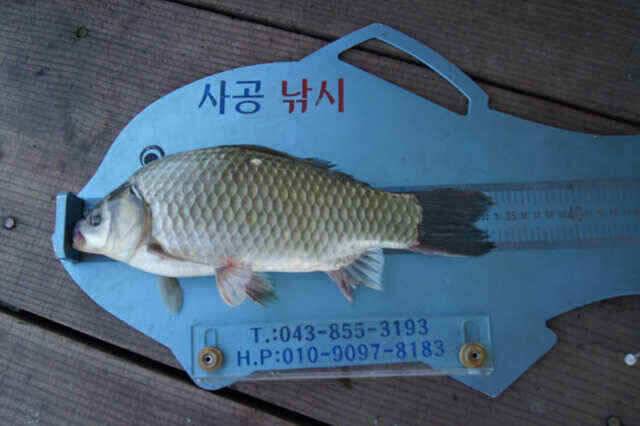 장임식낚시터4짜와 김기호낚시대물보기 (조황조행기 - 낚시점조황)
