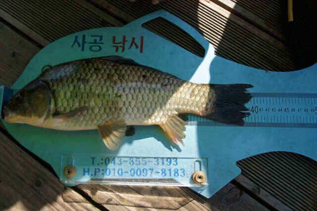 장임식낚시터4짜와 김기호낚시대물보기 (조황조행기 - 낚시점조황)