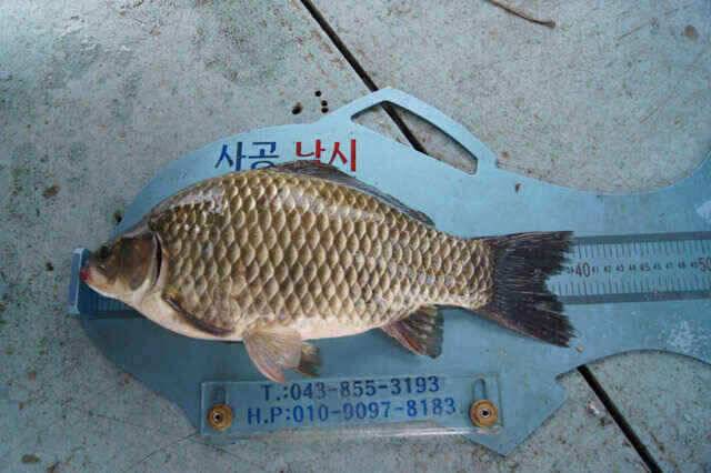 405 연휴끝자락에 제일낚시 안전한 귀향길되세요 (조황조행기 - 낚시점조황)