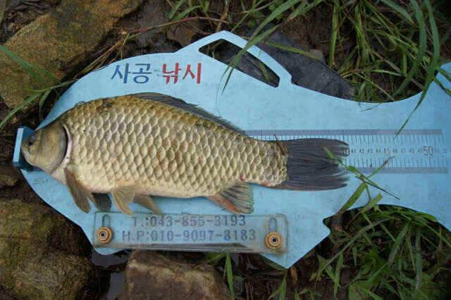 어느노지4짜와 제일 김기호낚시터 월척소식 (조황조행기 - 낚시점조황)