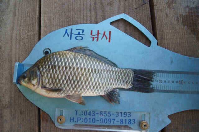 장임식낚시터 345 가을붕어 입을 열려나 (조황조행기 - 낚시점조황)