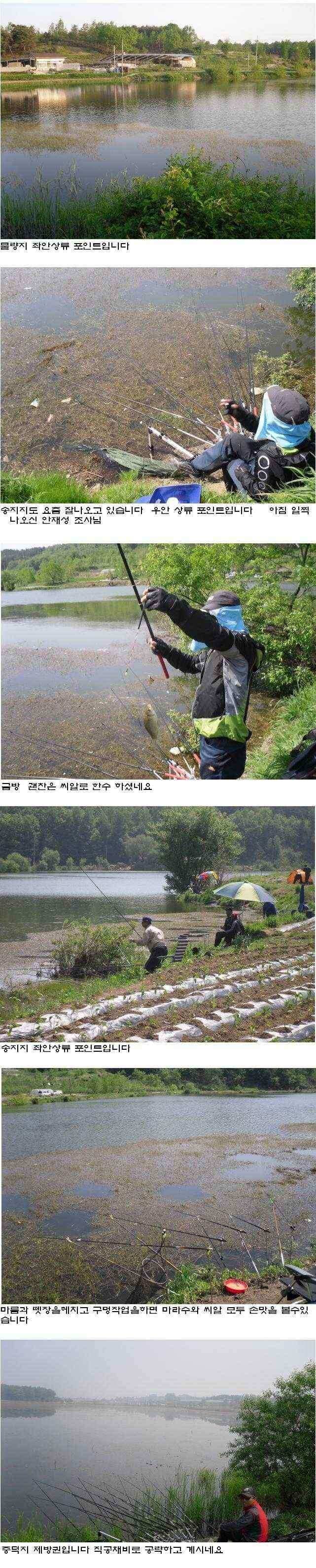 상주권 조황정보 (조황조행기 - 낚시점조황)