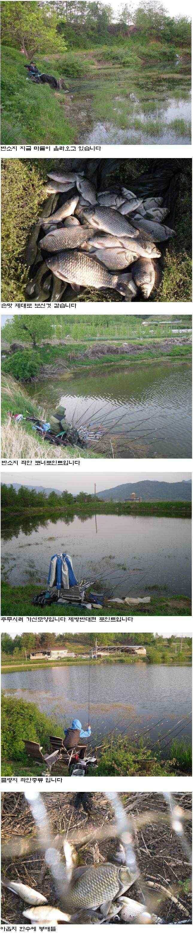 상주권 조황정보 (조황조행기 - 낚시점조황)