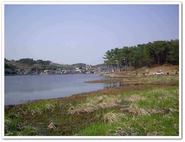 산란기붕어 휴식기 (조황조행기 - 낚시점조황)