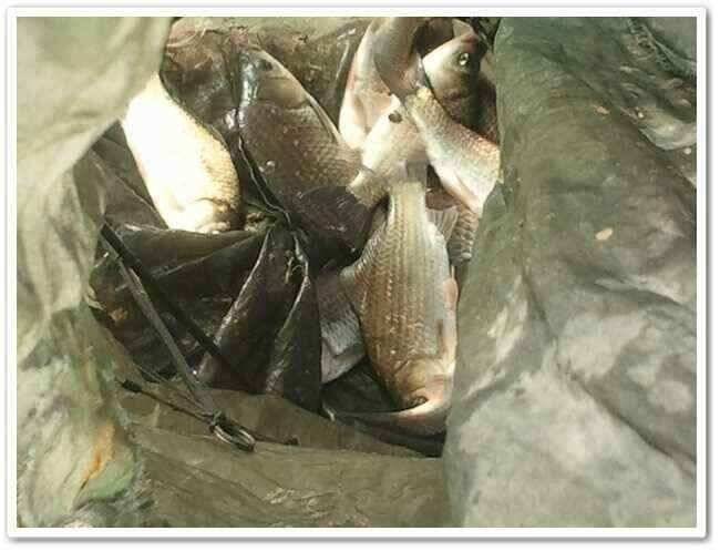 산란기붕어 휴식기 (조황조행기 - 낚시점조황)