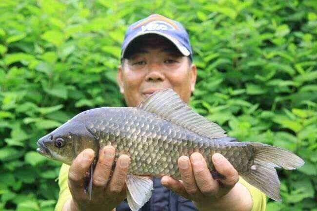 의성권 배수기운좋게 39cm (조황조행기 - 낚시점조황)