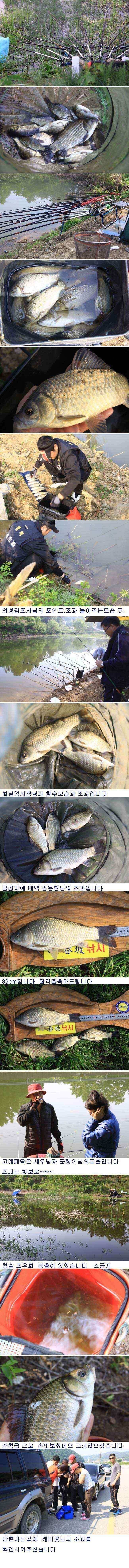 의성권 배수기운좋게 39cm (조황조행기 - 낚시점조황)