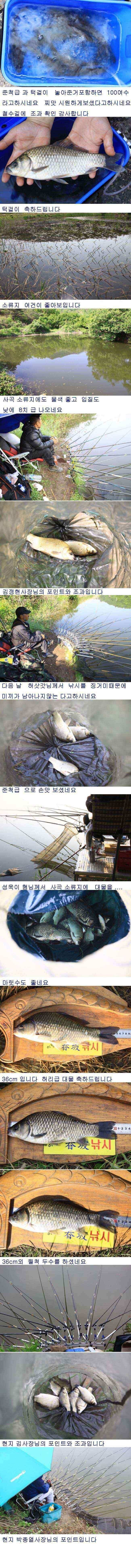 의성권 배수기운좋게 39cm (조황조행기 - 낚시점조황)