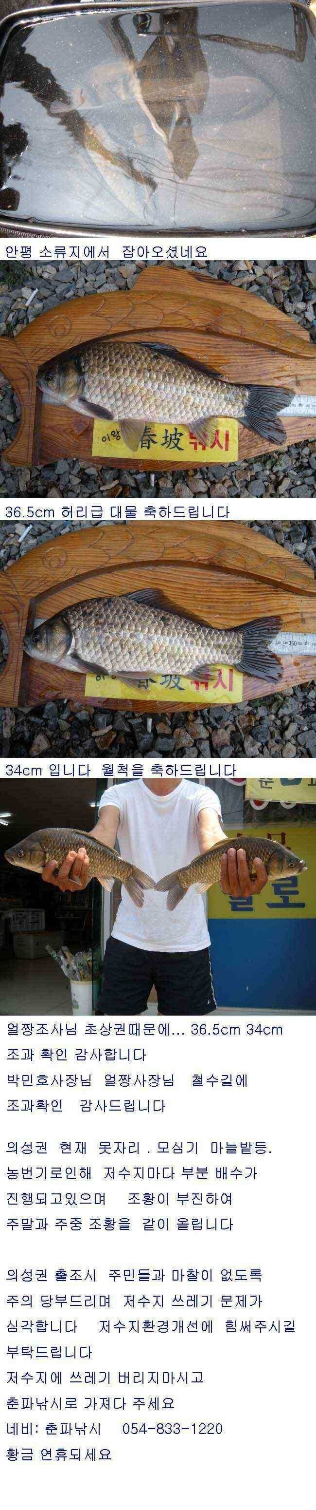 의성권 배수기운좋게 39cm (조황조행기 - 낚시점조황)