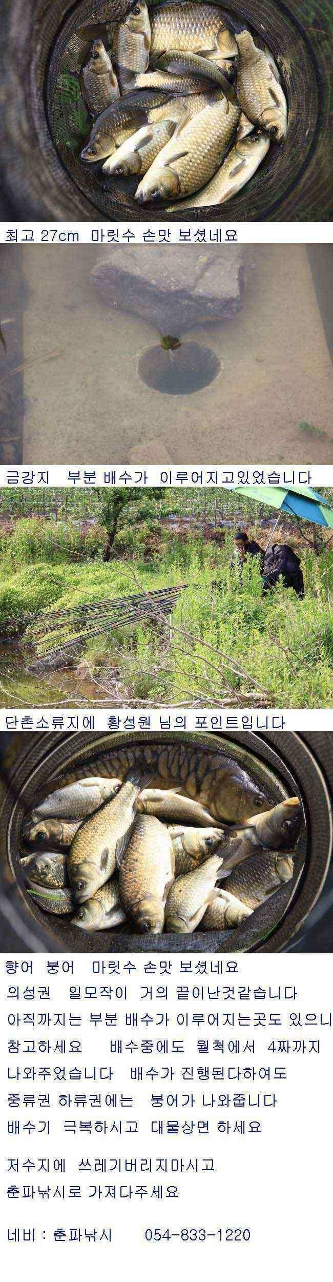 배수기중 355cm 43cm 까지 (조황조행기 - 낚시점조황)
