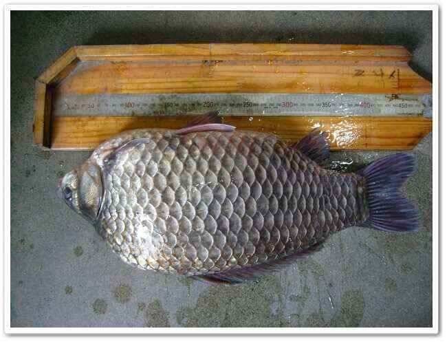배수기와 회복기 47cm (조황조행기 - 낚시점조황)