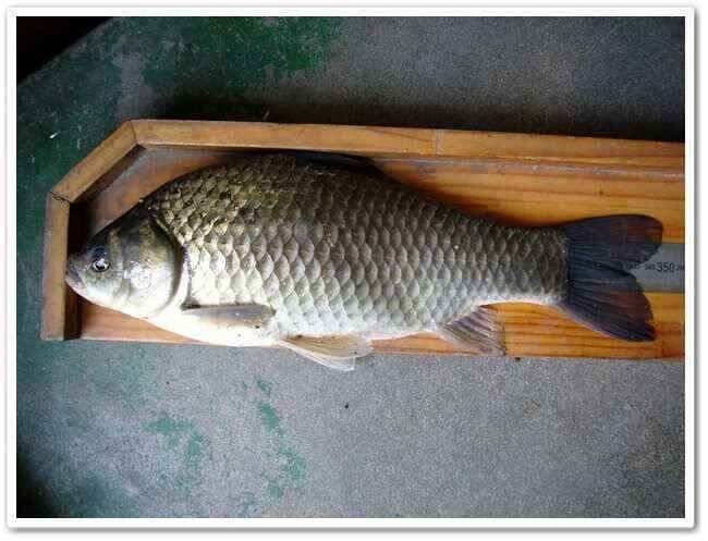 배수기와 회복기 47cm (조황조행기 - 낚시점조황)