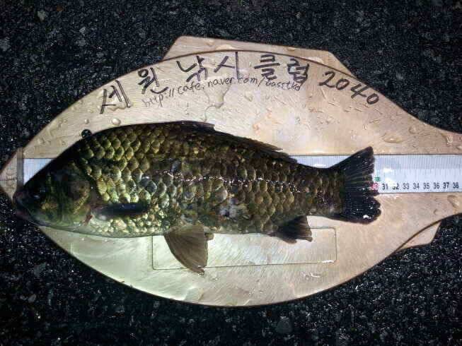 즐거운 출조길 (조황조행기 - 낚시점조황)