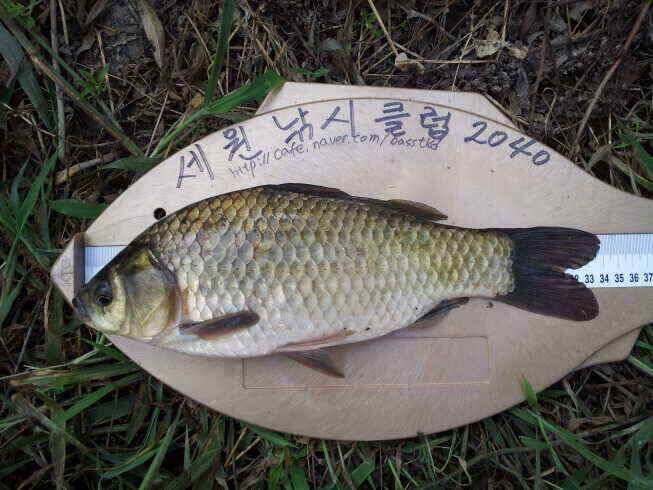 뜨겁지만 올라 옵니다 (조황조행기 - 낚시점조황)