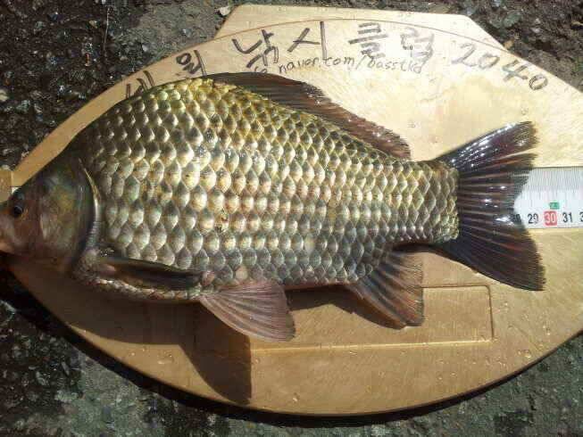 기록 시즌입니다 (조황조행기 - 낚시점조황)