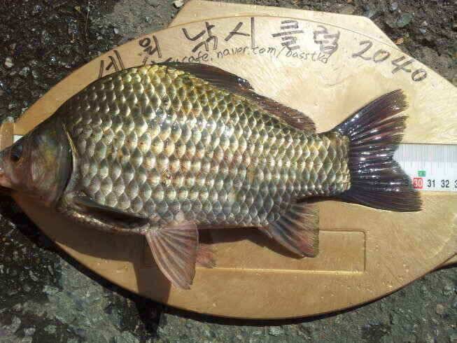 기록 시즌입니다 (조황조행기 - 낚시점조황)