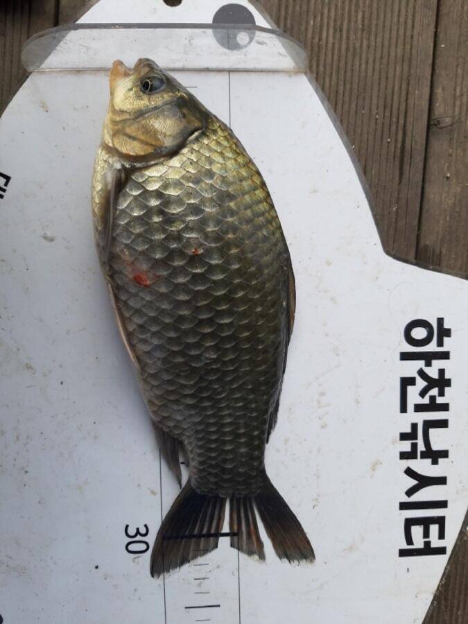 하천낚시터 현황 (조황조행기 - 낚시점조황)