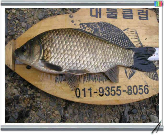 장마의 시작에서 (조황조행기 - 낚시점조황)