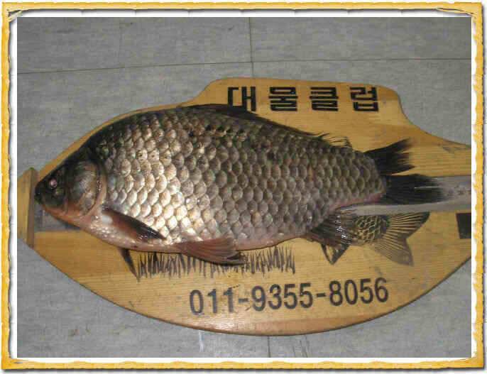 행복한 지난주였습니다 (조황조행기 - 낚시점조황)