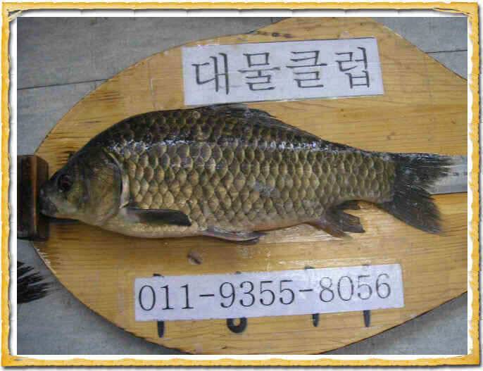 행복한 지난주였습니다 (조황조행기 - 낚시점조황)