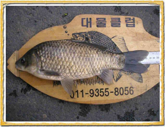 행복한 지난주였습니다 (조황조행기 - 낚시점조황)