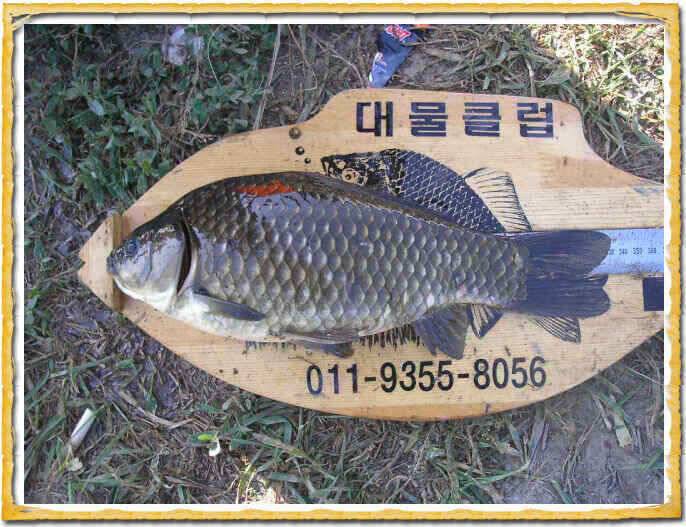 행복한 지난주였습니다 (조황조행기 - 낚시점조황)