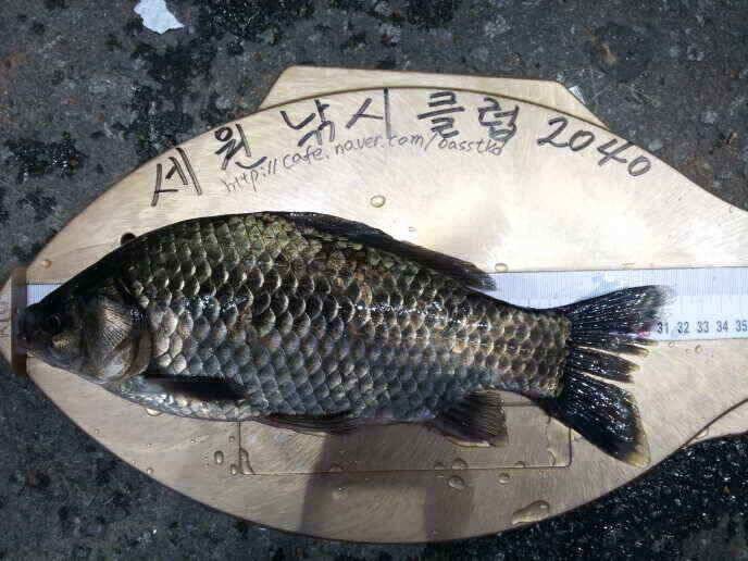 신나는 출조길 (조황조행기 - 낚시점조황)